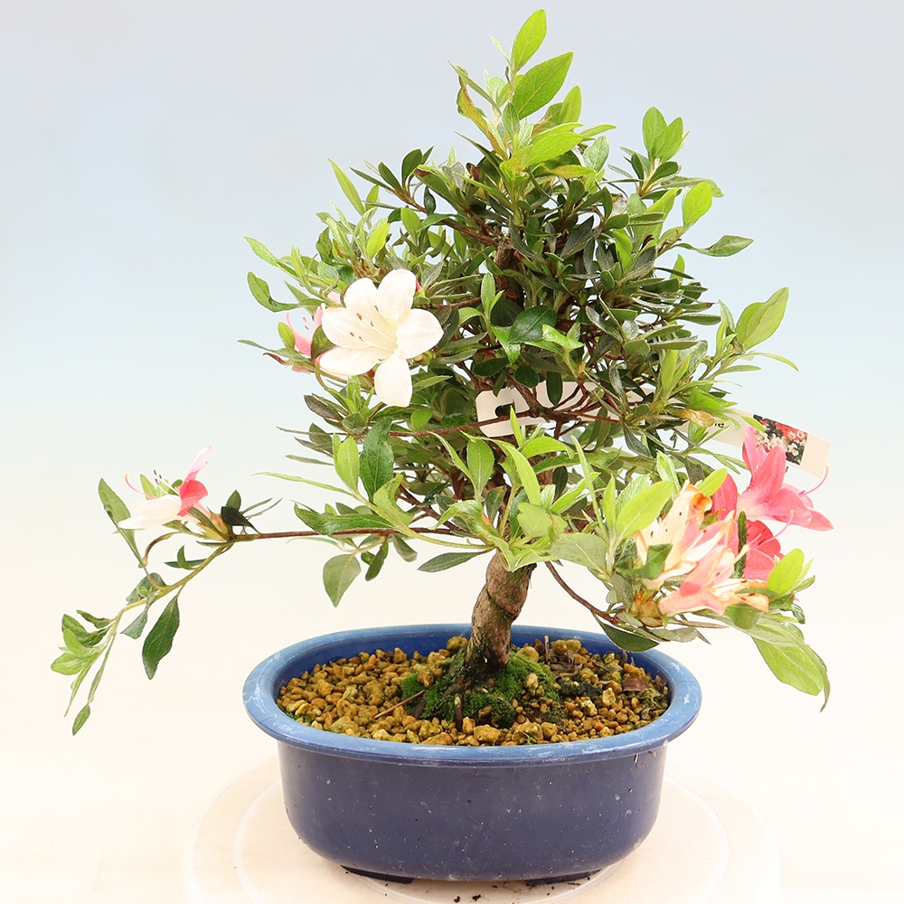 Bonsai da esterno - Azalea giapponese - Azalea Senhime