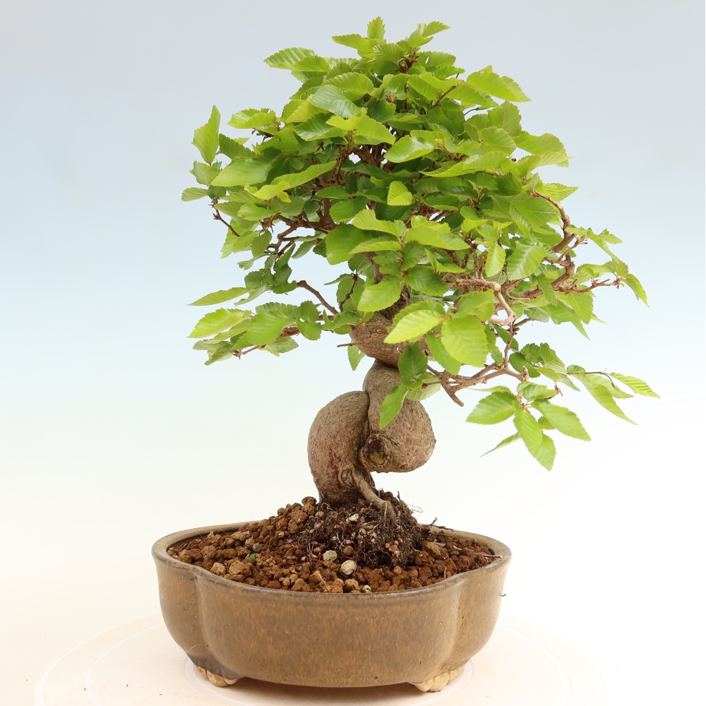 Bonsai da esterno -Carpinus Coreana - Carpino coreano