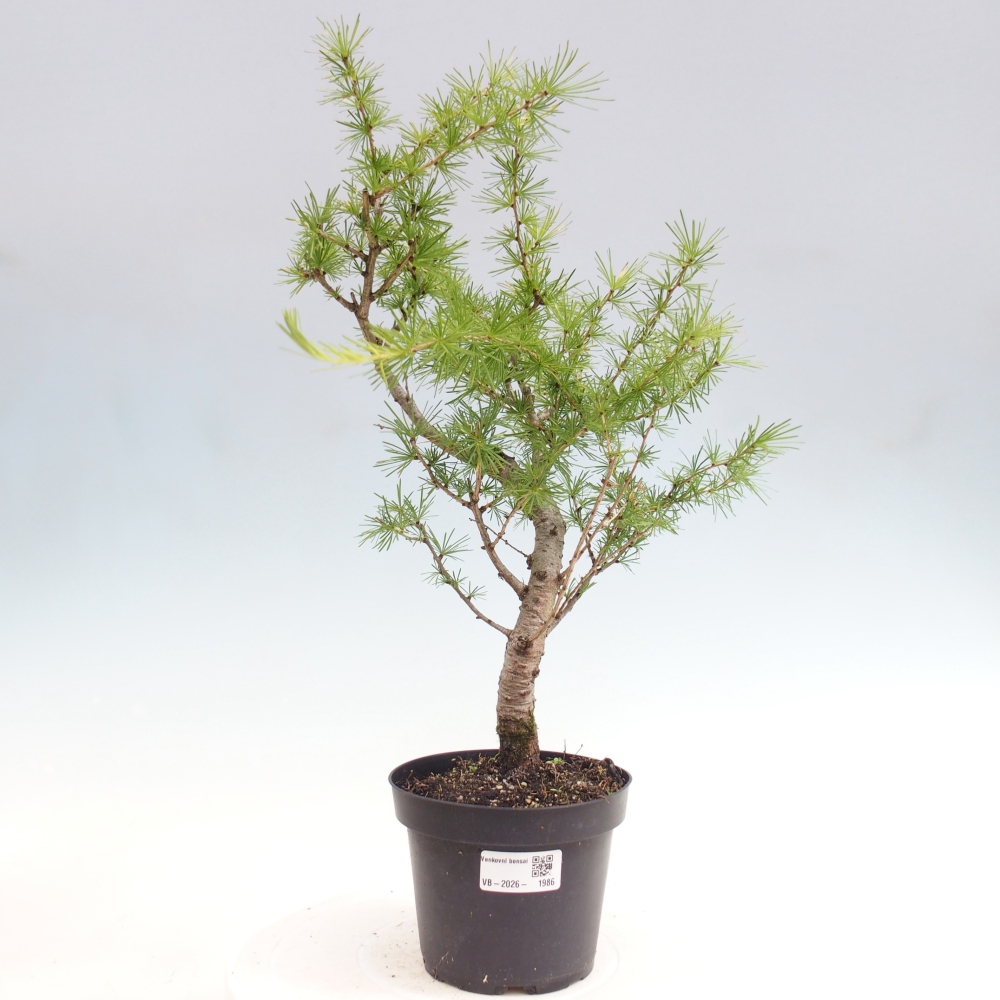 Bonsai da esterno -Larix decidua - Larice