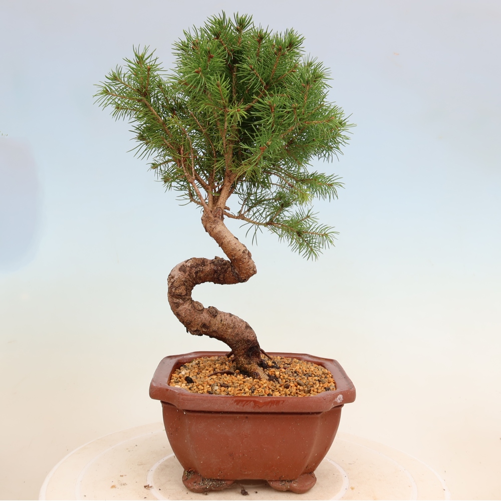 Bonsai da esterno - Abete rosso - Picea glauca globo
