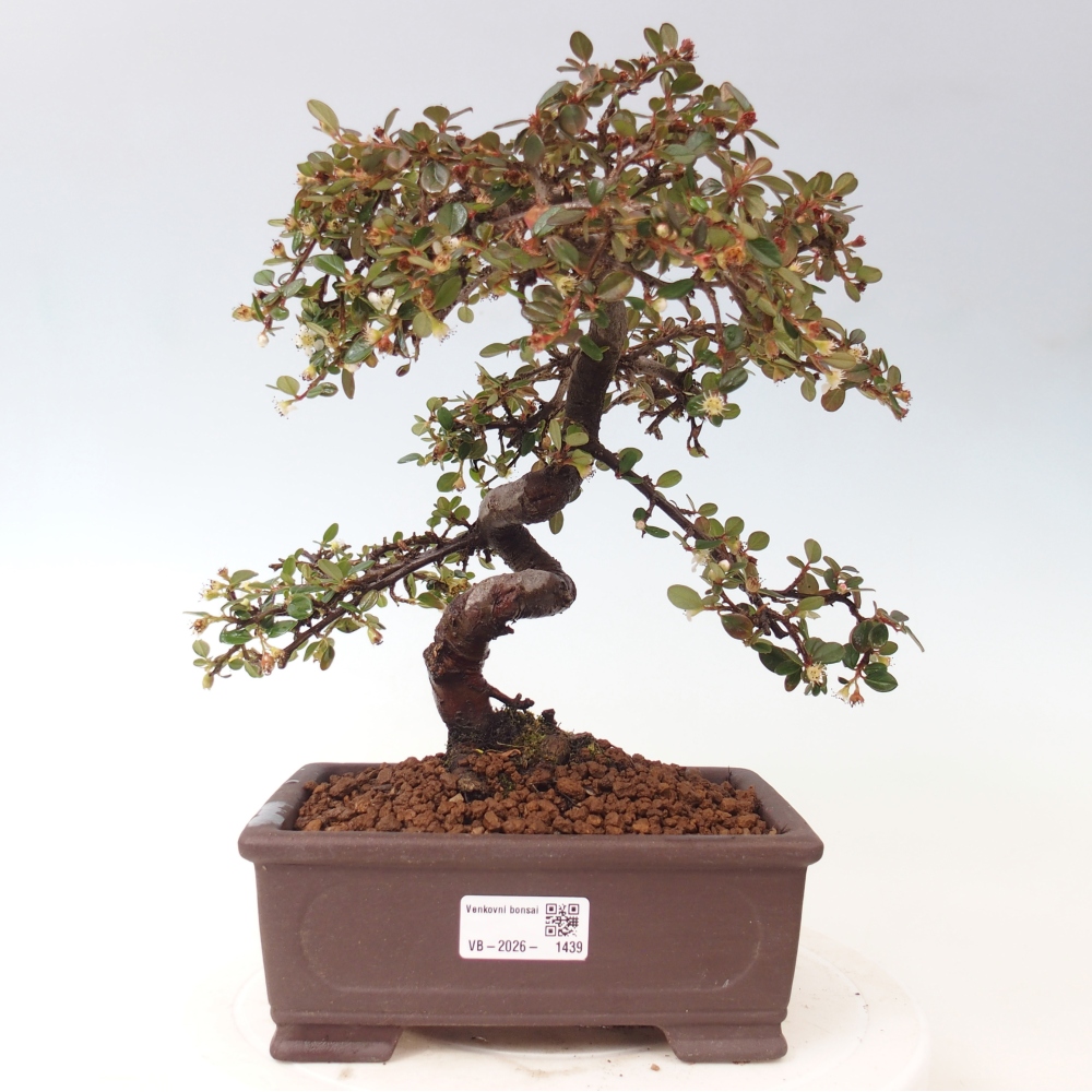 Bonsai da esterno - Cotoneaster dammeri - Roccia di Damer