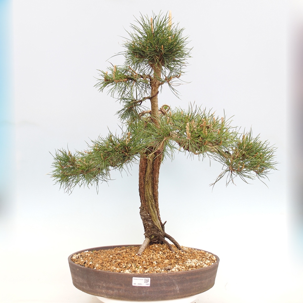 Bonsai da esterno - Pinus thunbergii - Pino di Thunberg