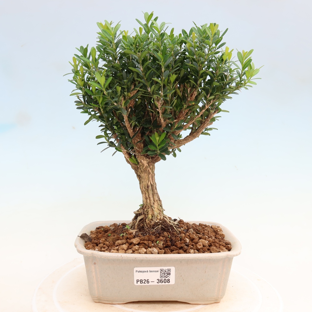 Camera bonsai - Buxus harlandii - buxus da sughero