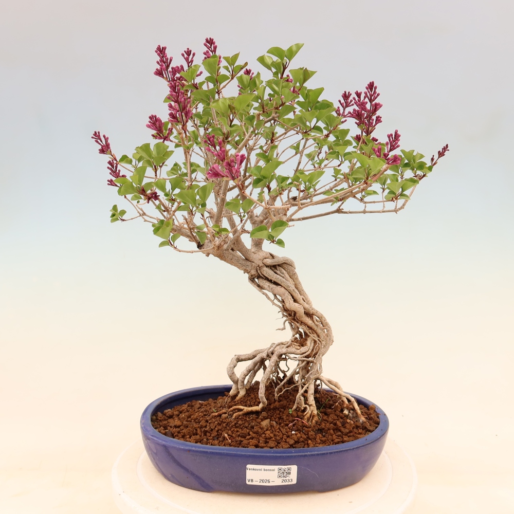 Bonsai da esterno - Syringa microphylla - lillà a fiore piccolo