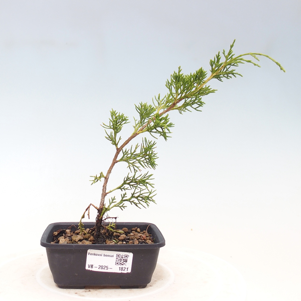 Bonsai da esterno - Juniperus chinensis Itoigawa