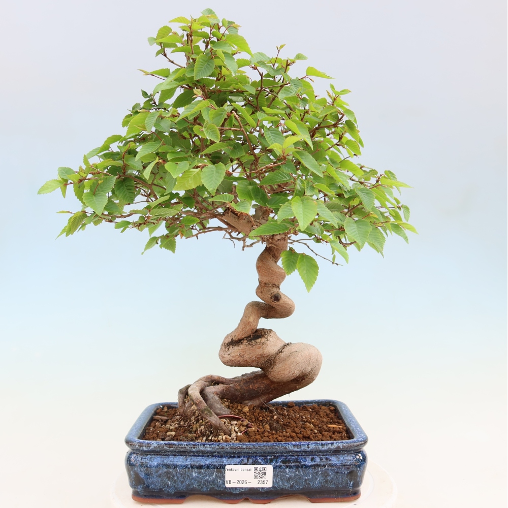 Bonsai da esterno -Carpinus Coreana - Carpino coreano