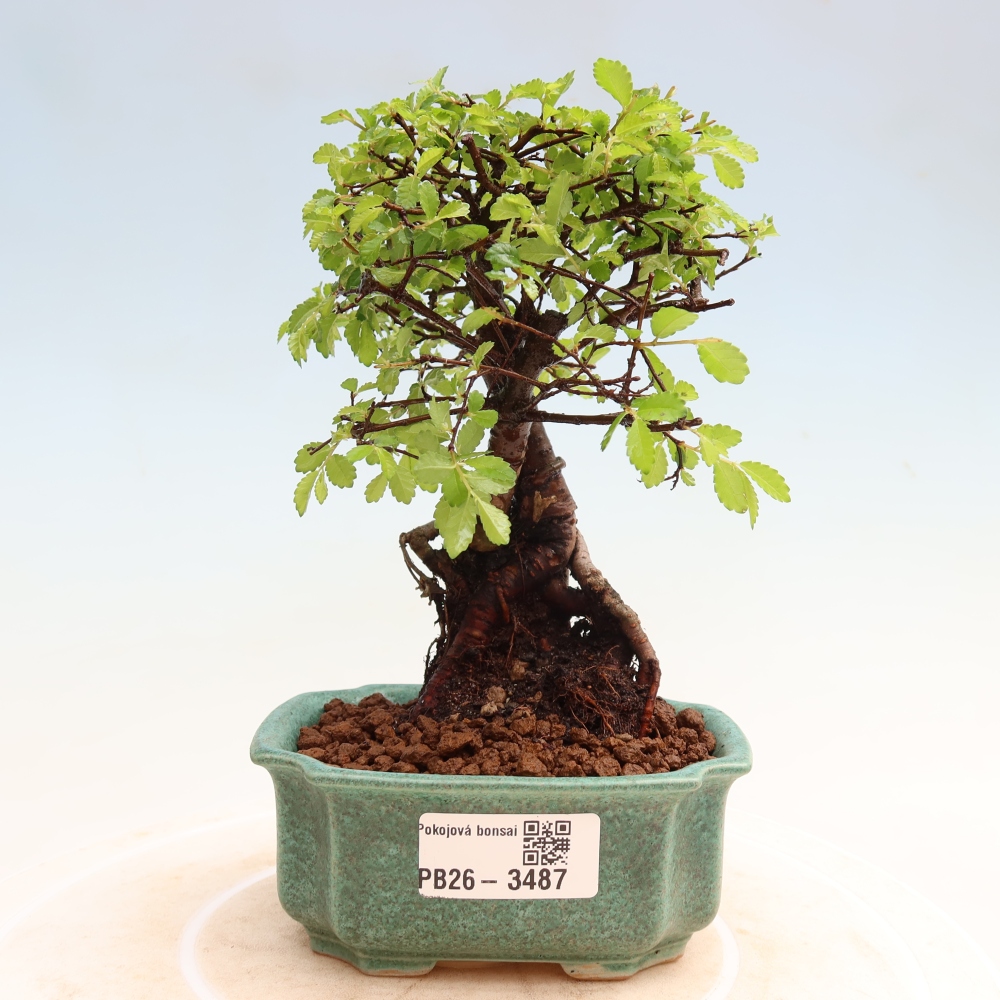 Camera bonsai - Ulmus parvifolia - Olmo a foglie piccole