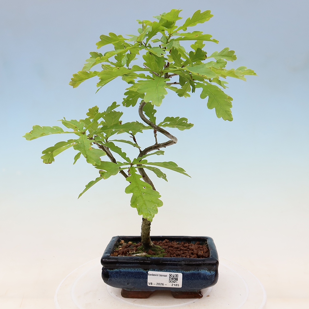 Bonsai da esterno - Quercus robur - Faggio comune