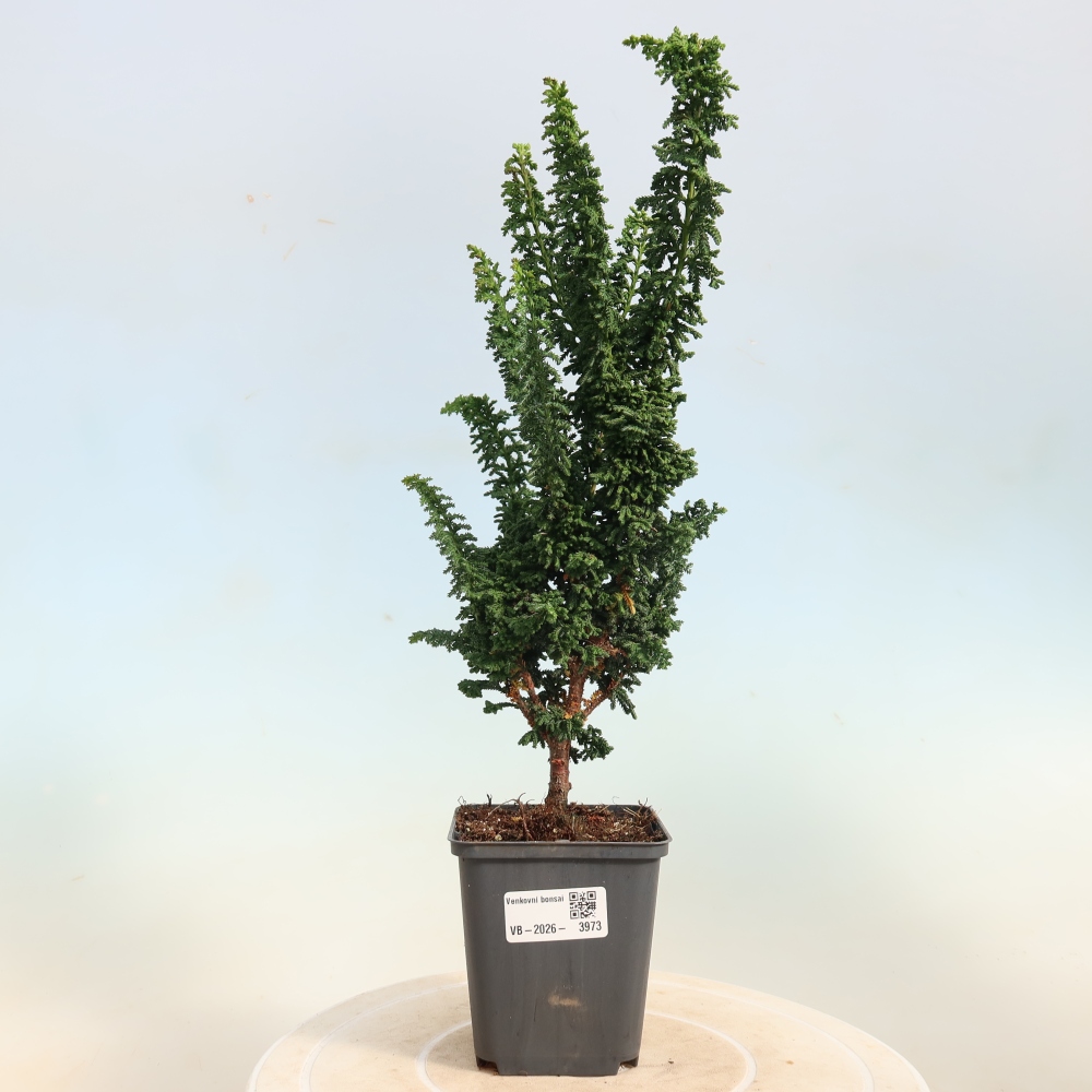 Bonsai da esterno - Cham. obtusa SEKKA HINOKI - Cipresso