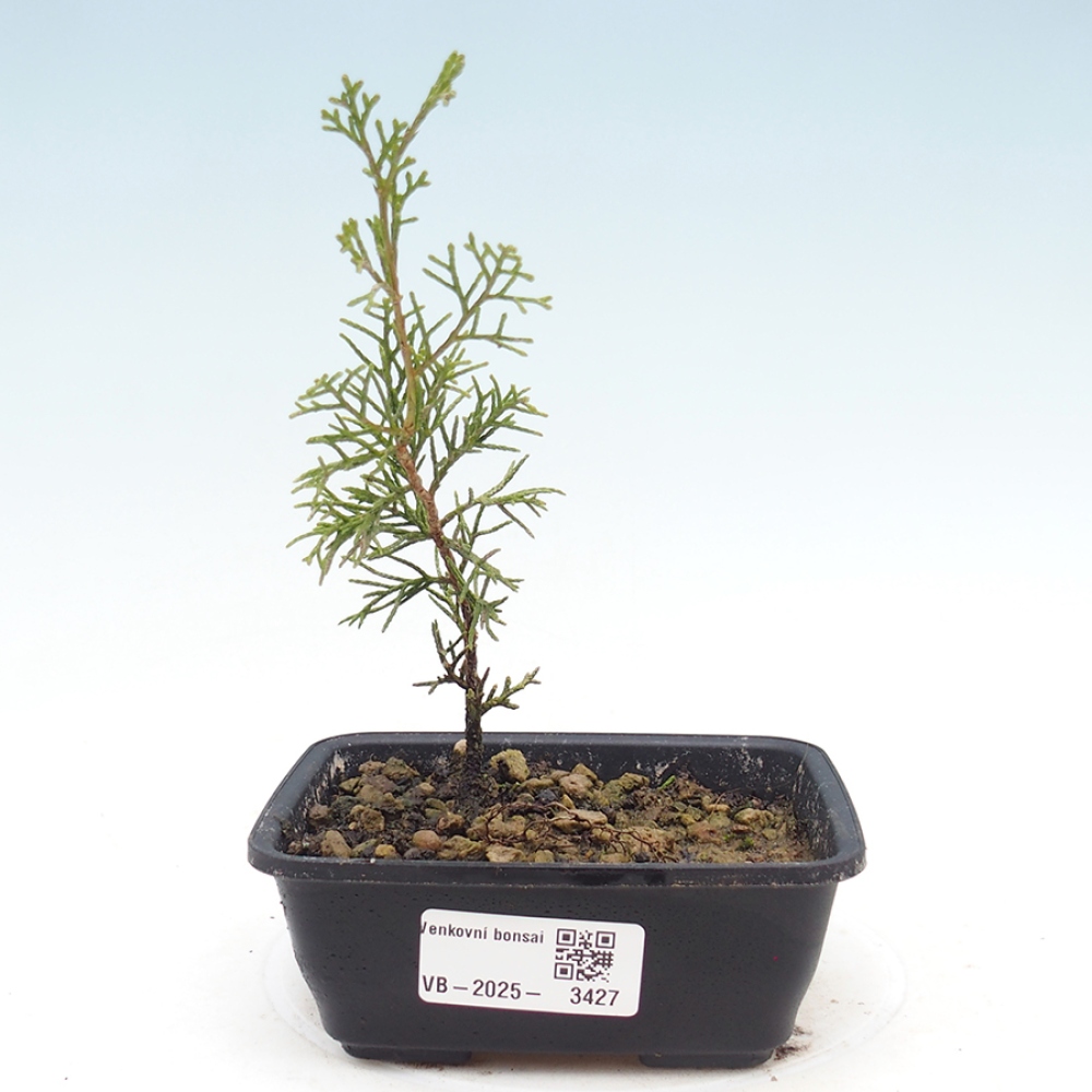 Bonsai da esterno - Juniperus chinensis Itoigawa