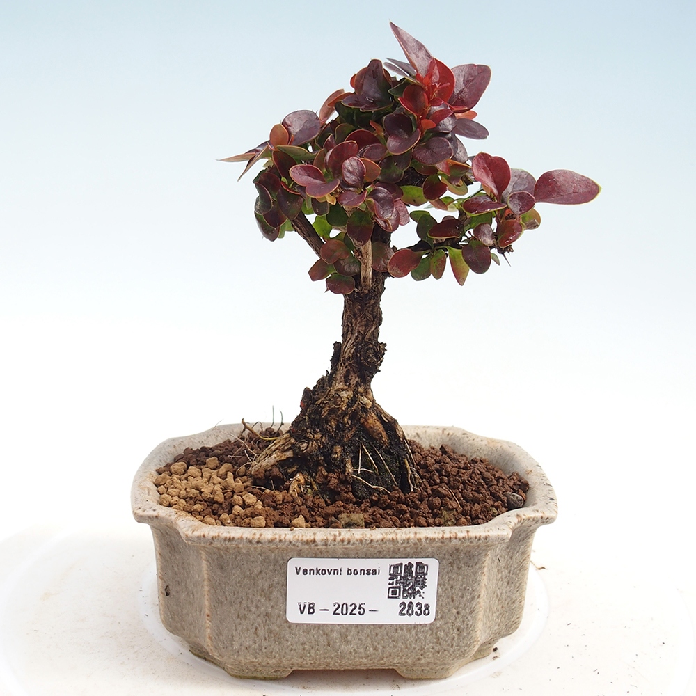 Bonsai da esterno - Berberis Thunbergii Bagatelle