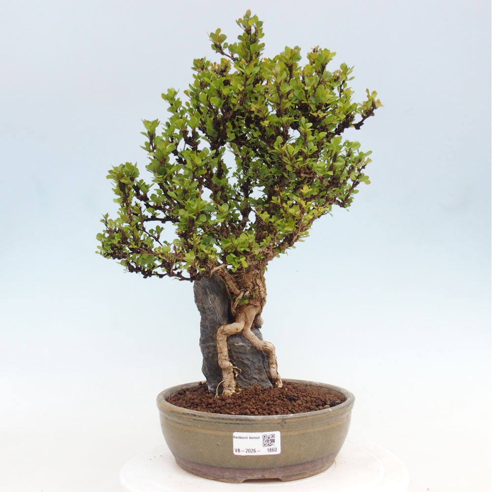 Bonsai da esterno - Berberis coreana