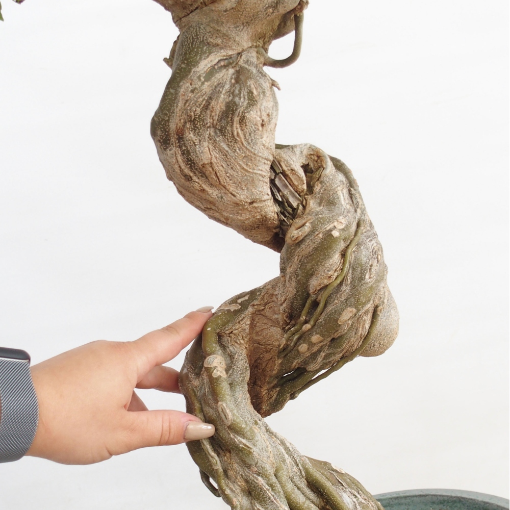 Bonsai da esterno - Acer Buergerianum - Acero burger