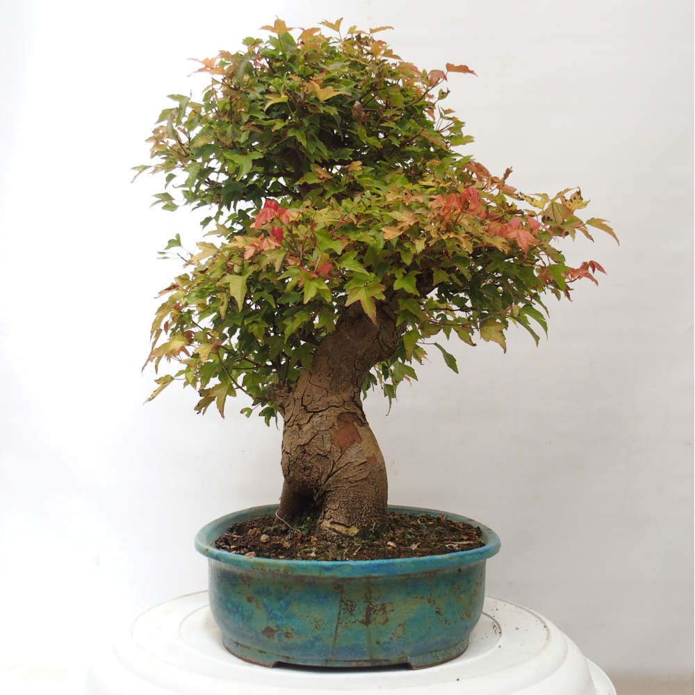 Bonsai da esterno - Acer Buergerianum - Acero di Burger