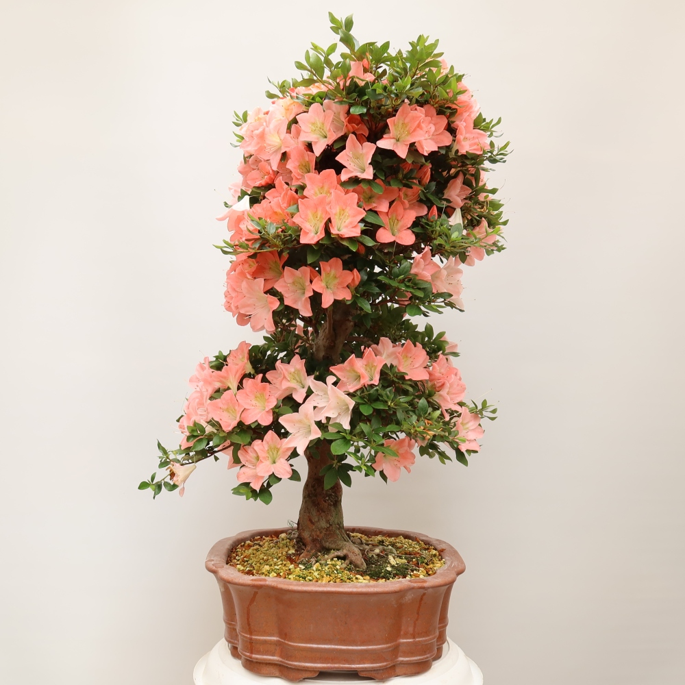 Bonsai da esterno - Azalea giapponese - Azalea Sansai