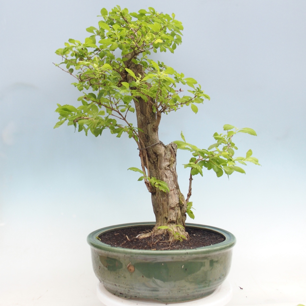 Bonsai da camera - Duranta erecta Aurea - SOLO RITIRO PERSONALE o trasporto su pallet