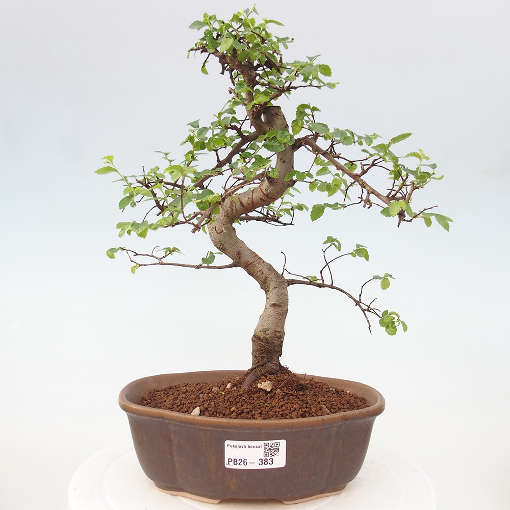 Camera bonsai - Ulmus parvifolia - Olmo a foglie piccole