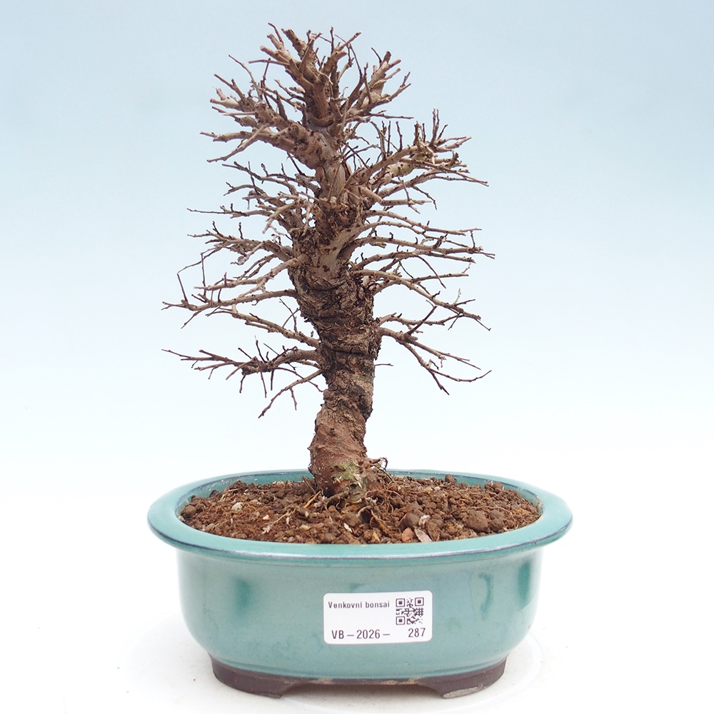 Bonsai da esterno - Zelkova - Zelkova NIRE