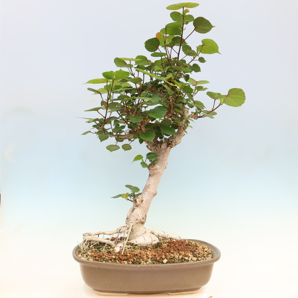 Bonsai da interno - Hibiscus tiliaceus - Ibisco marino