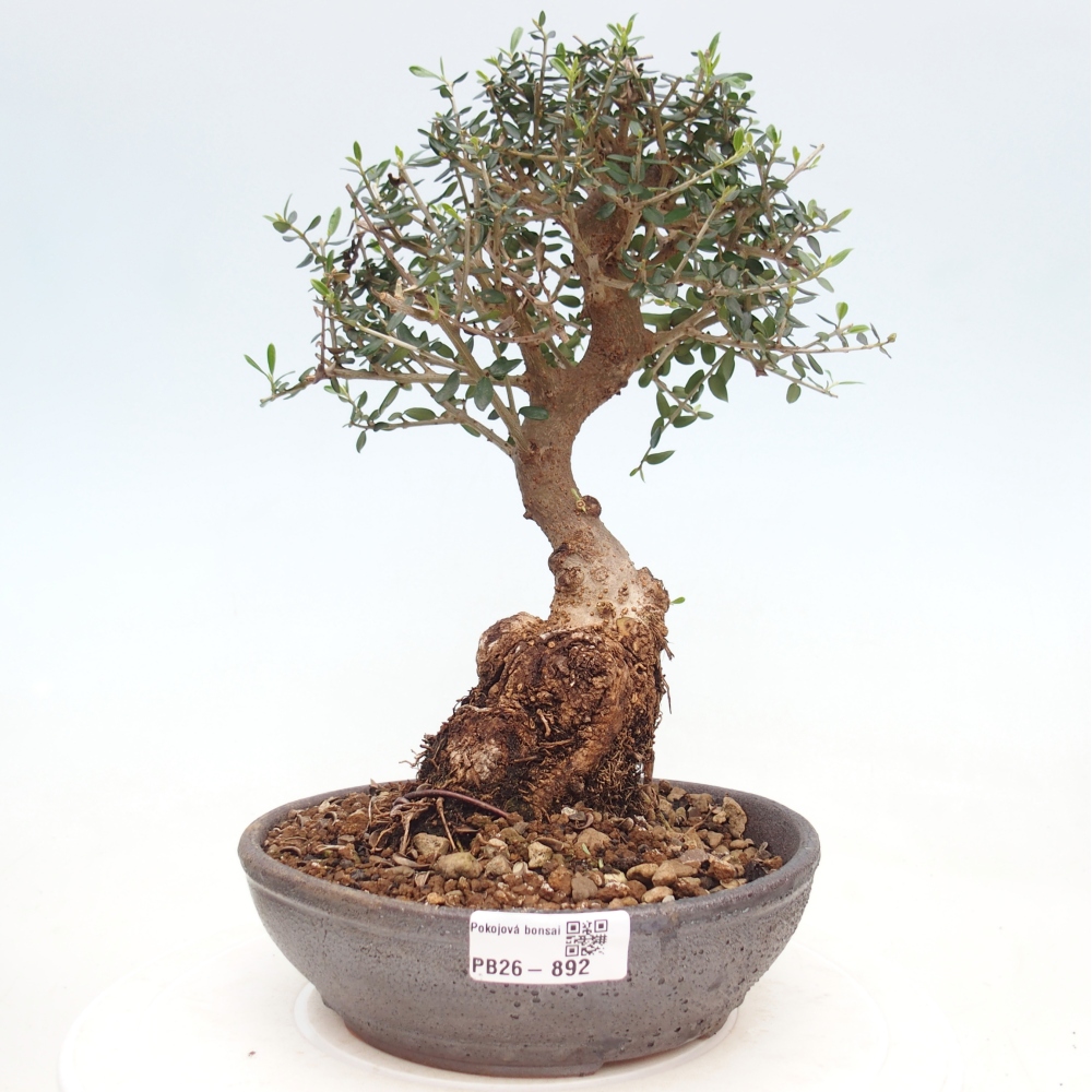 Bonsai da interno - Olea europaea sylvestris