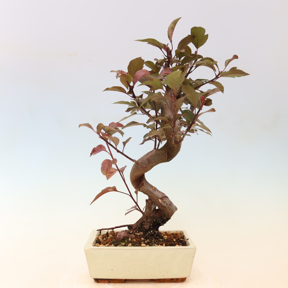 Bonsai da esterno -Malus domestica - Melo a piccoli frutti a foglie rosse
