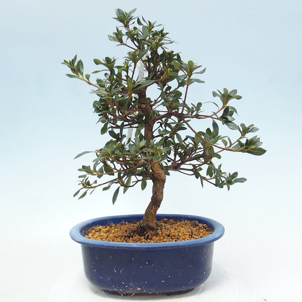Bonsai da esterno - Azalea giapponese - Azalea Shinsei