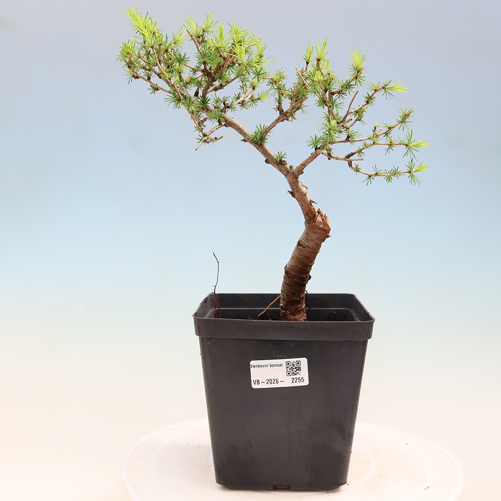 Bonsai da esterno -Larix decidua - Larice