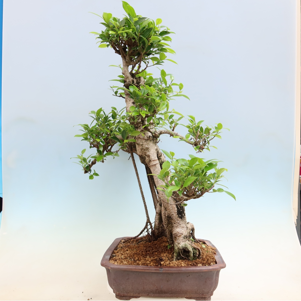 Camera bonsai - Ficus kimmen - ficus a foglie piccole