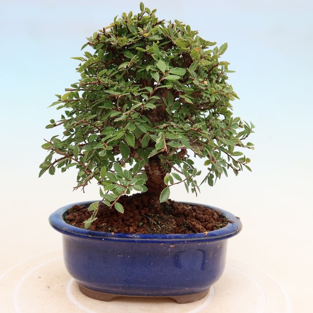 Bonsai da esterno - Zelkova - Zelkova NIRE