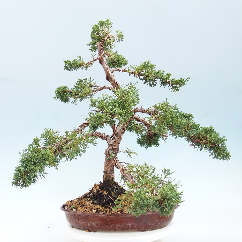 Bonsai da esterno - Juniperus chinensis Kishu