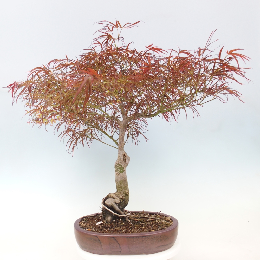 Bonsai da esterno - Acer palmatum RED PYGMY