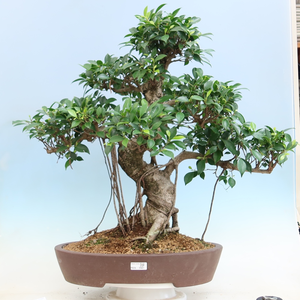 Camera bonsai - Ficus kimmen - ficus a foglie piccole