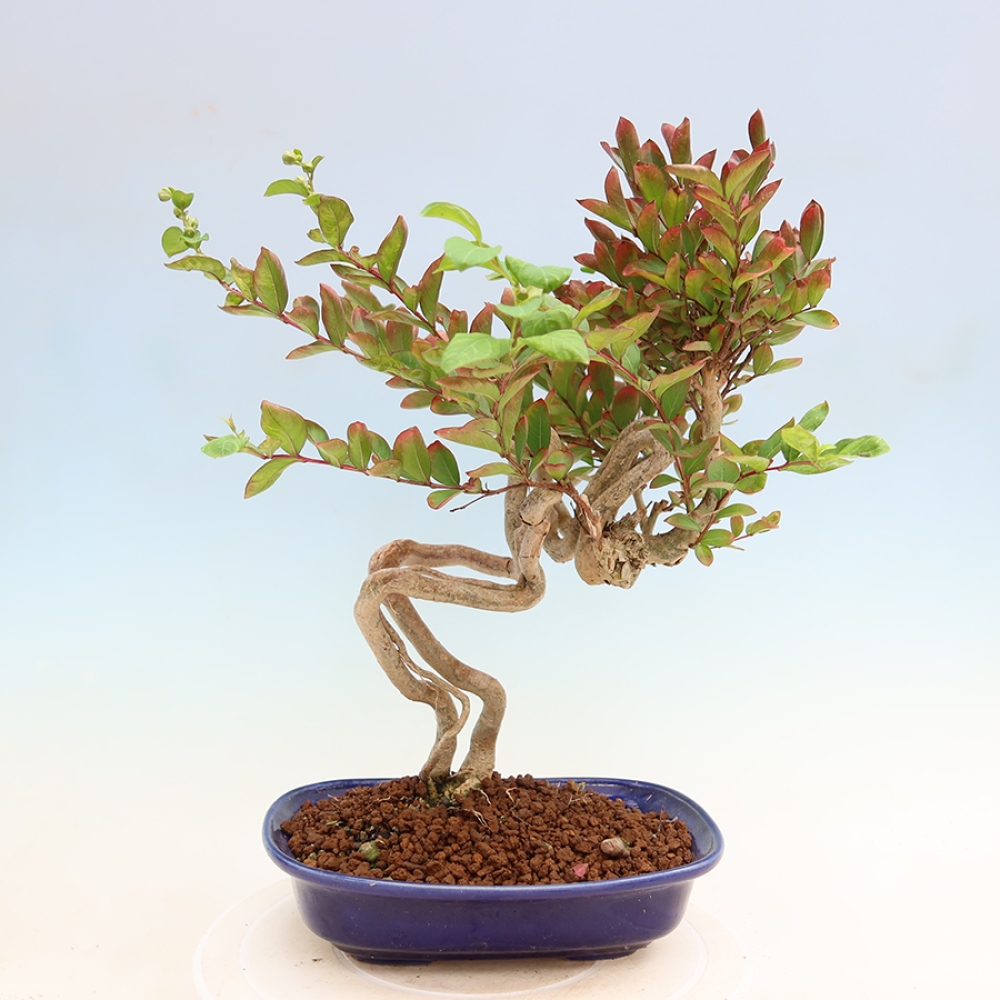 Bonsai da interno - Lagerstroemia indica - lillà indiano