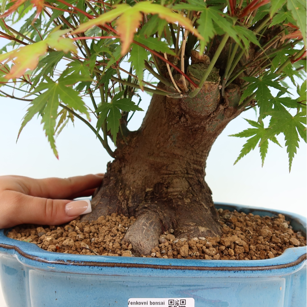 Bonsai da esterno - Acero Burger - Acer Burgerianum