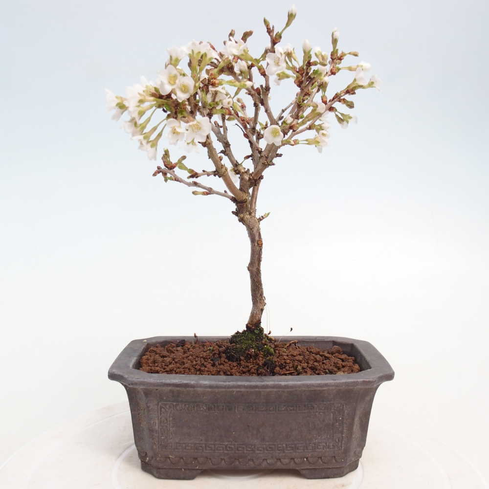 Bonsai da esterno - Prunus incisa Kojou-no mai-Plivon ritagliato