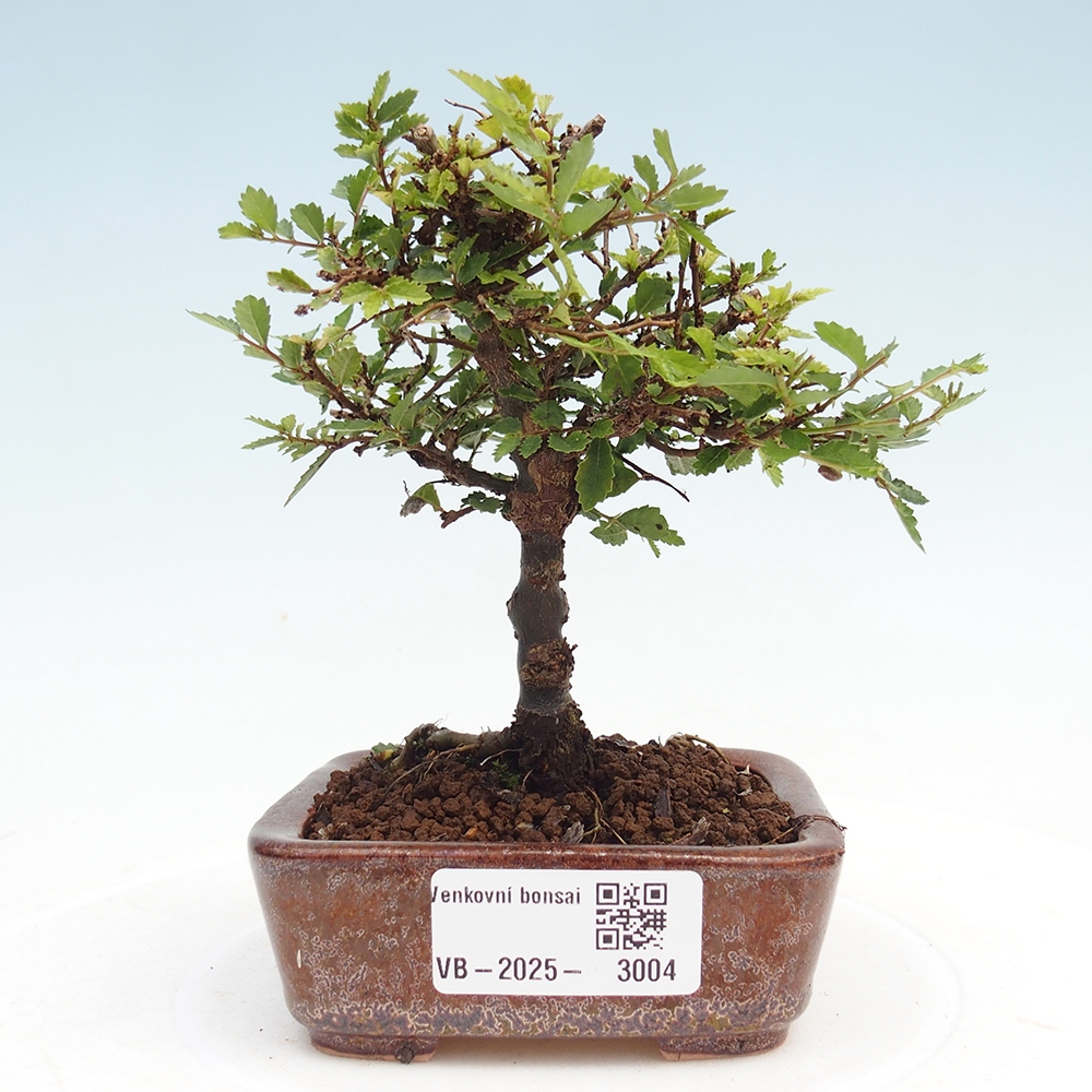Bonsai da esterno - Ulmus parvifolia Sagei - Olmo a foglie piccole