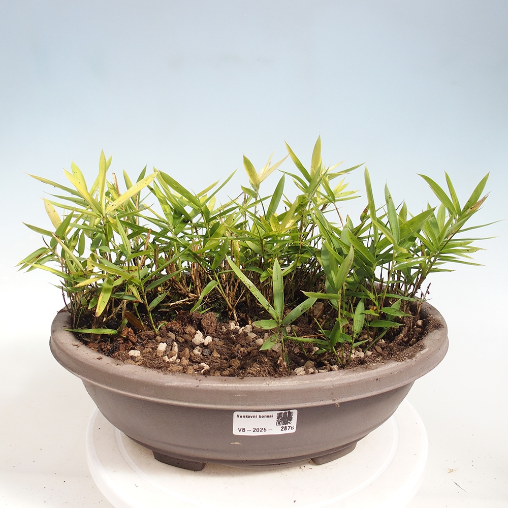 Bonsai da esterno - Pleioblastus argenteostriatus f.pumilus - Bambù nano