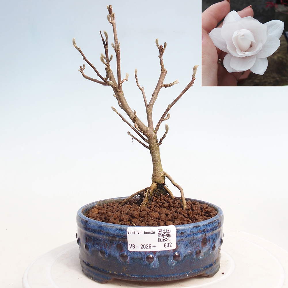 Bonsai da esterno - Magnolia stellata