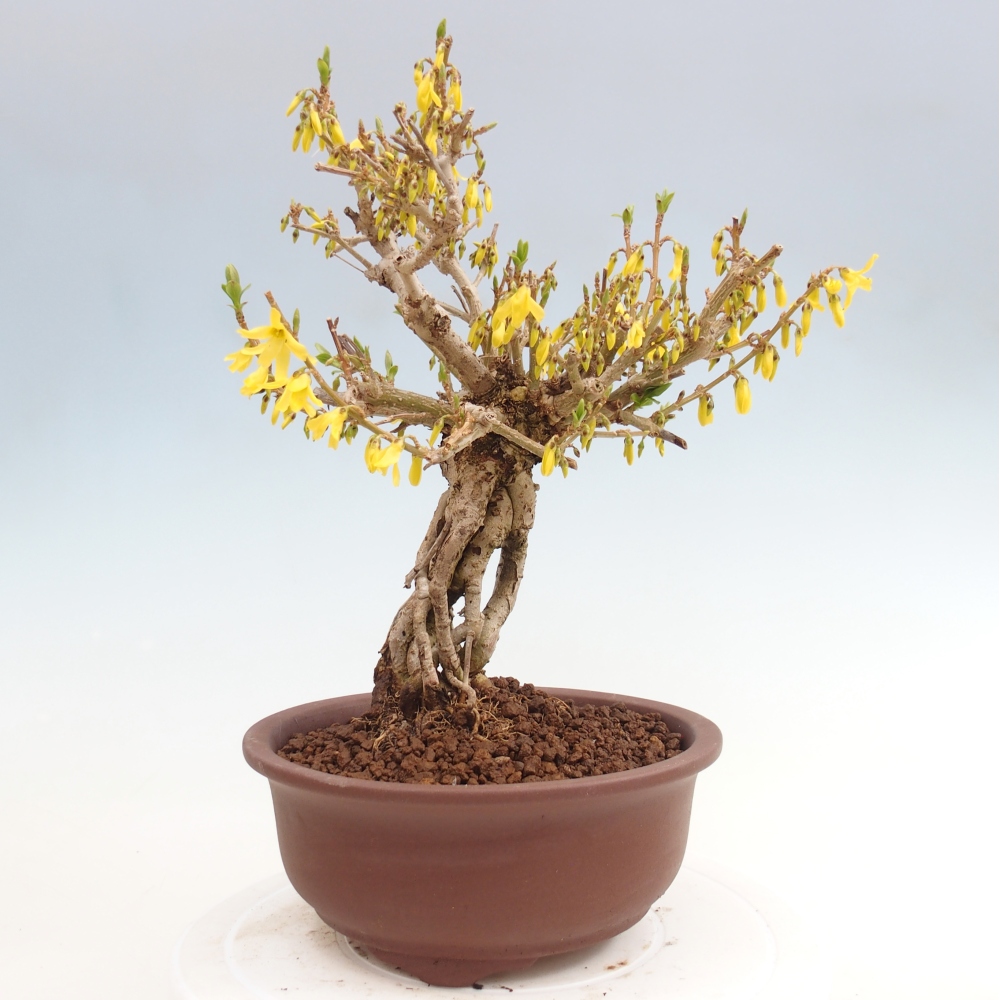 Bonsai da esterno - Zlatice - Forsythia koreana