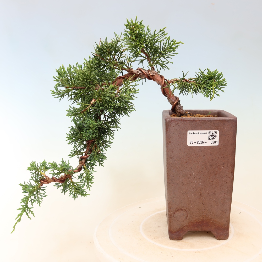 Bonsai da esterno - Juniperus chinensis Kishu
