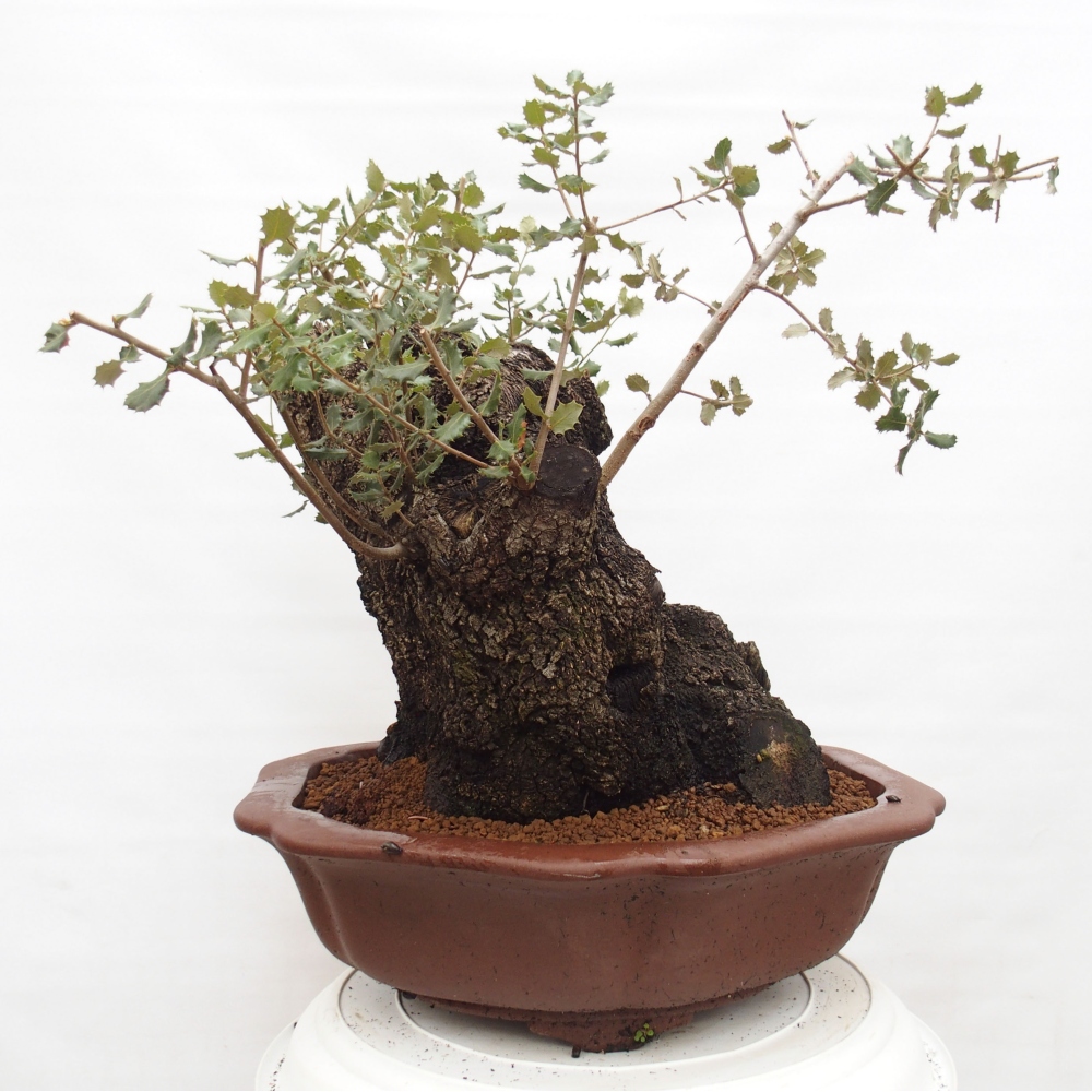 Yamadori - Quercus Ilex - Agrifoglio di quercia