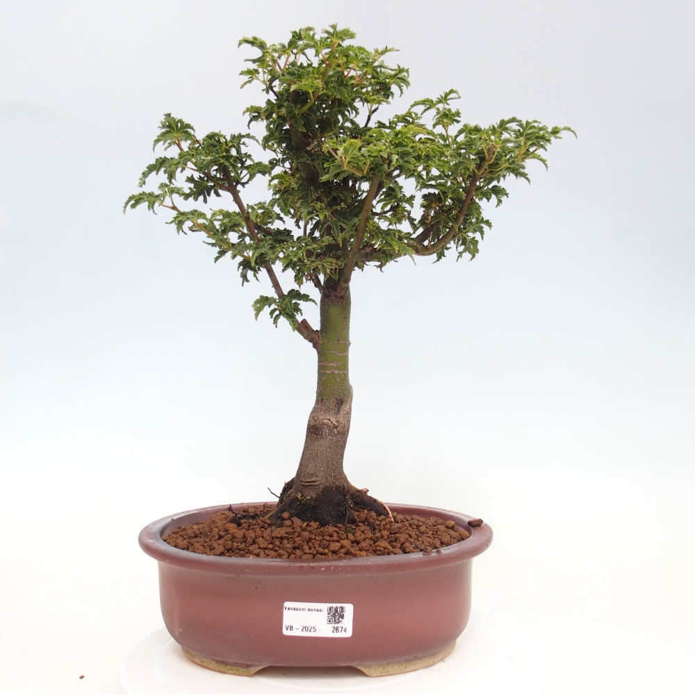 Bonsai da esterno -Palma di Giava Acer palmatum Shishigashira