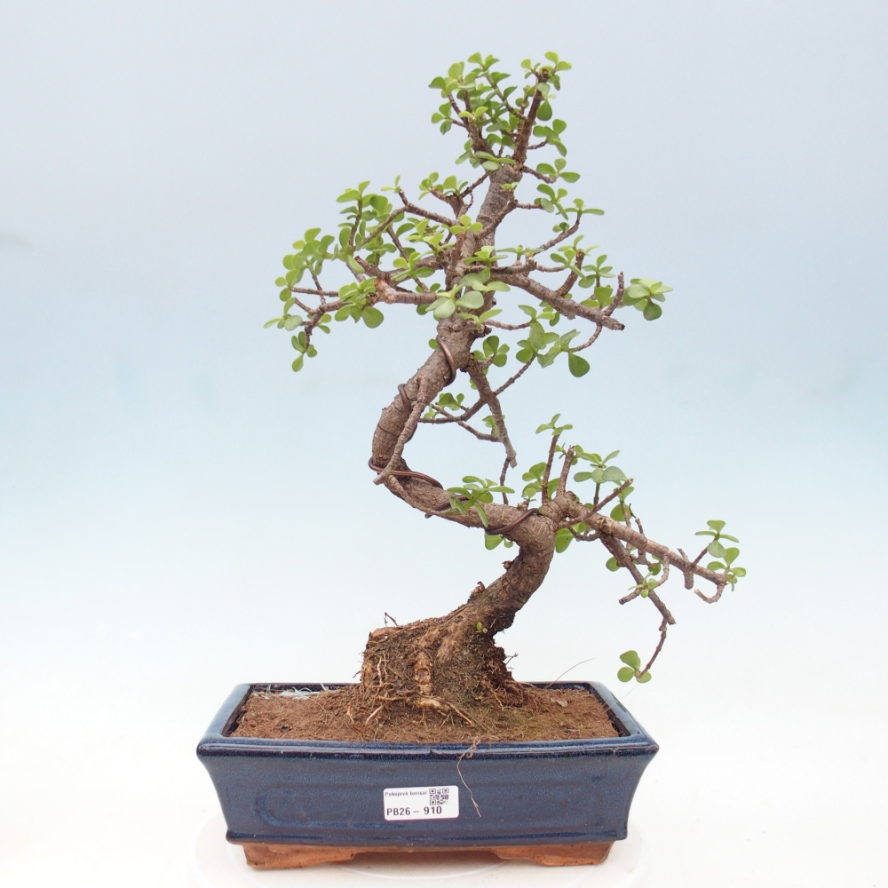 Camera bonsai - Portulakaria Afra - Tlustice