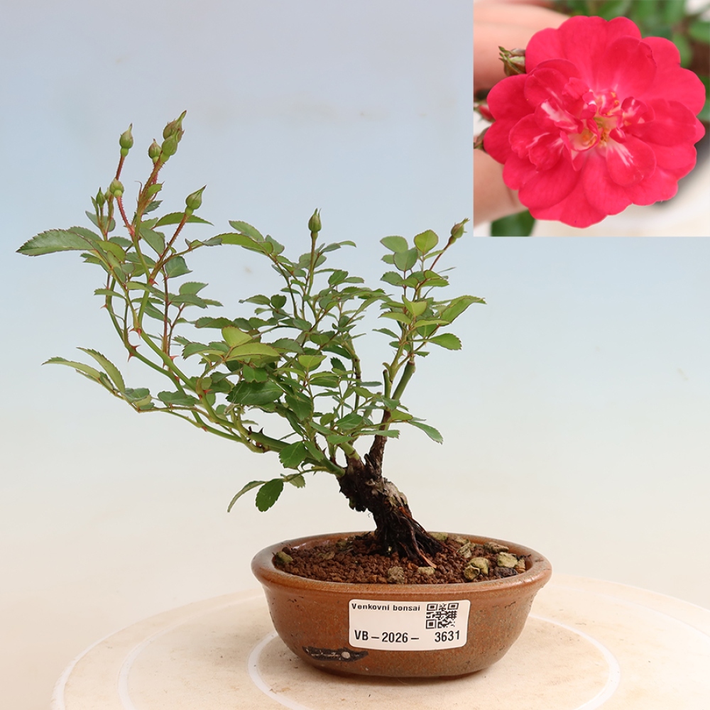 Bonsai da esterno - Rosa Kordes - rosa
