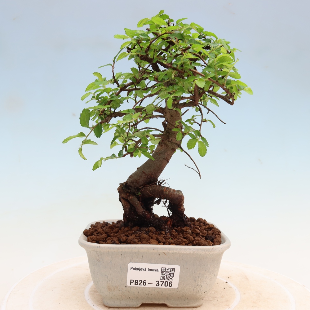 Camera bonsai - Ulmus parvifolia - Olmo a foglie piccole