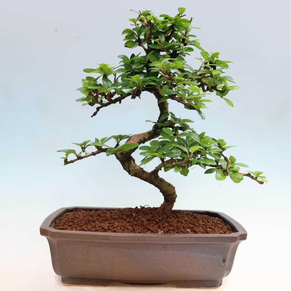 Camera bonsai - Carmona macrophylla - Tea fuki