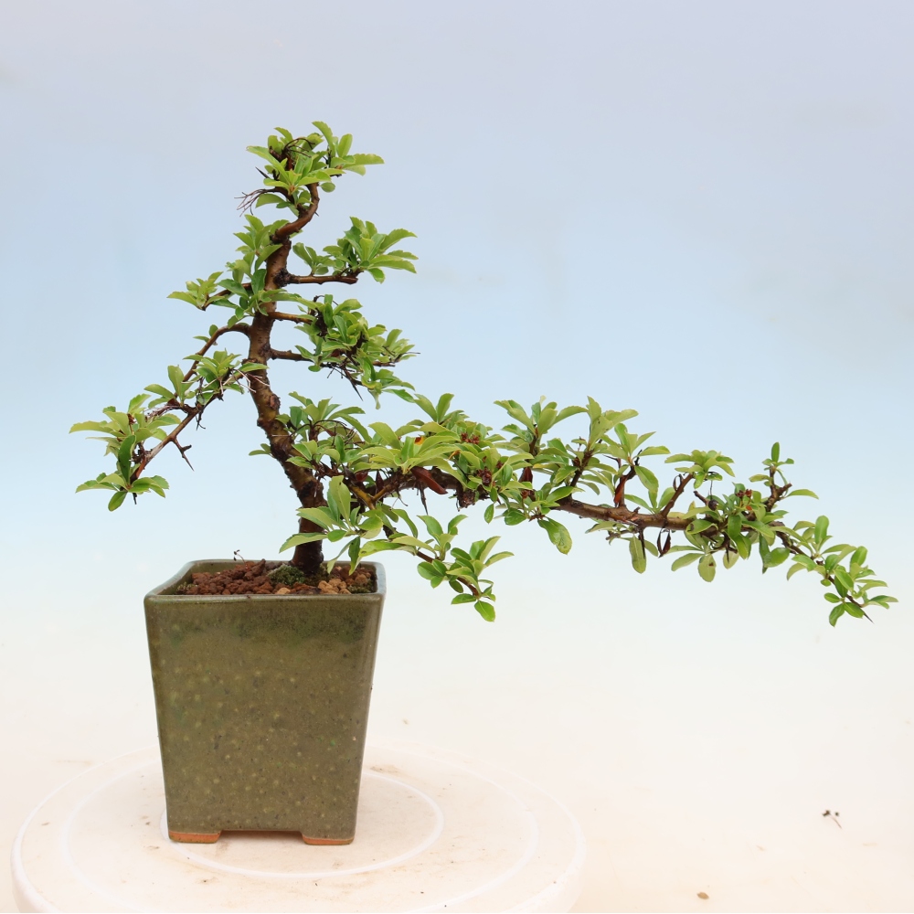 Bonsai da esterno - Pyracantha teton - Pyracantha scarlatta