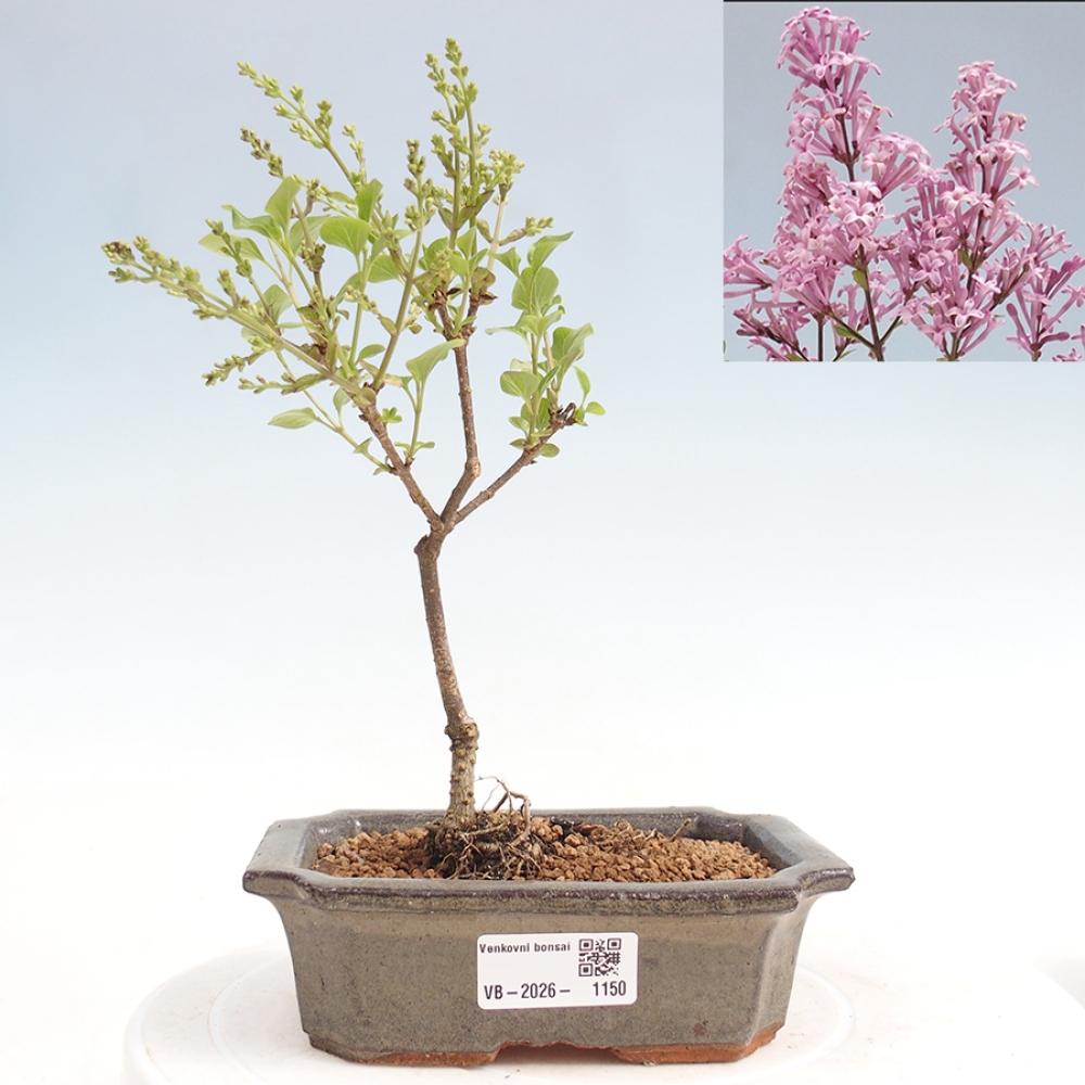 Bonsai da esterno - Syringa Meyeri Palibin - Lillà di Meyer