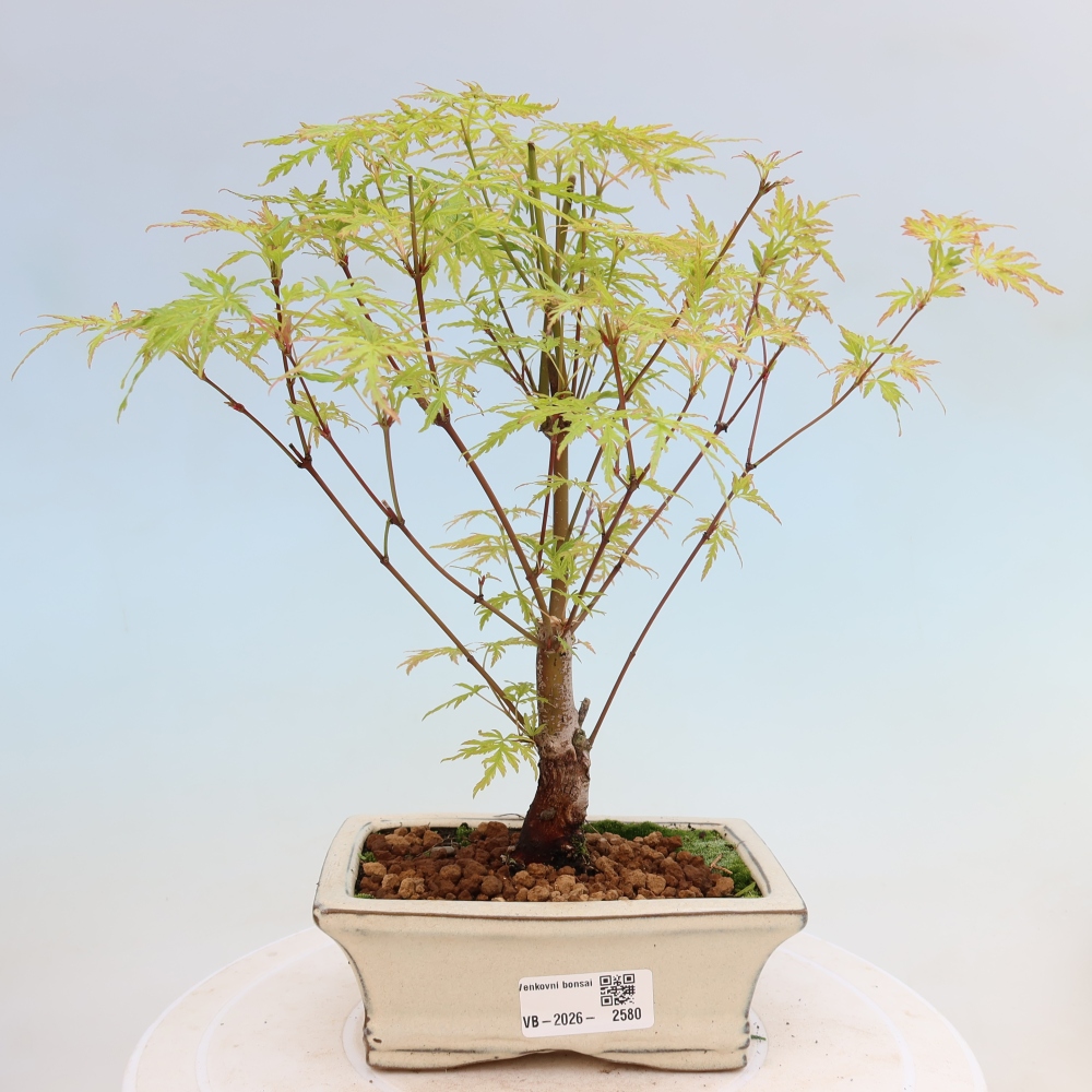 Bonsai da esterno - Acer palmatum Dissectum