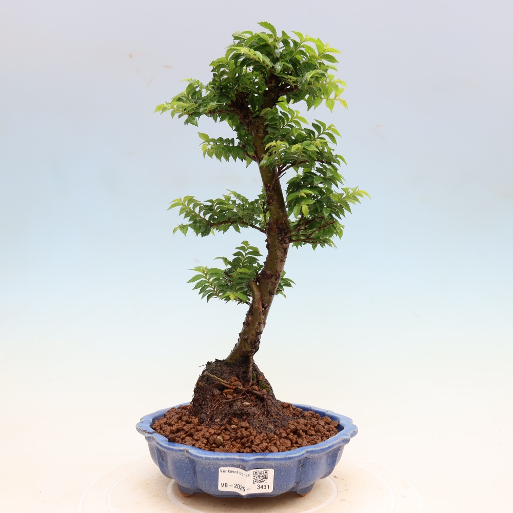 Bonsai da esterno - Ulmus Jacqueline Hillier - Olmo magnifico